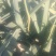 蒜苔红帽蒜苔