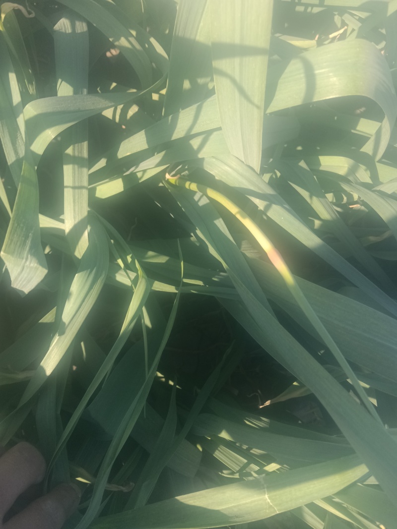蒜苔红帽蒜苔
