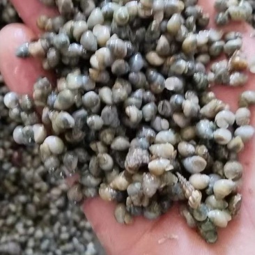 新鲜米螺仔螺开口螺大量有货，每一颗都是现捞现选。。。