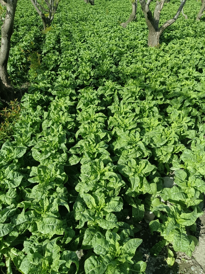 茂县三青莴笋即将上市，量大有货可以视频看货，量大优惠