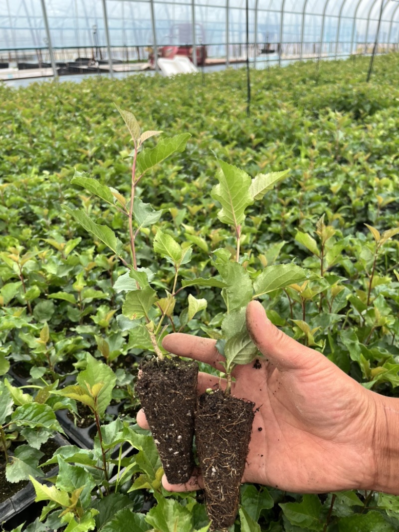 组培脱毒吉塞拉砧木苗6号Y1杯苗穴盘苗现挖现发