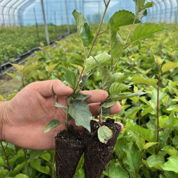 组培脱毒吉塞拉砧木苗6号Y1杯苗穴盘苗现挖现发