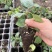 樱桃砧木苗吉塞拉17号6号Y1小苗/直接嫁接苗