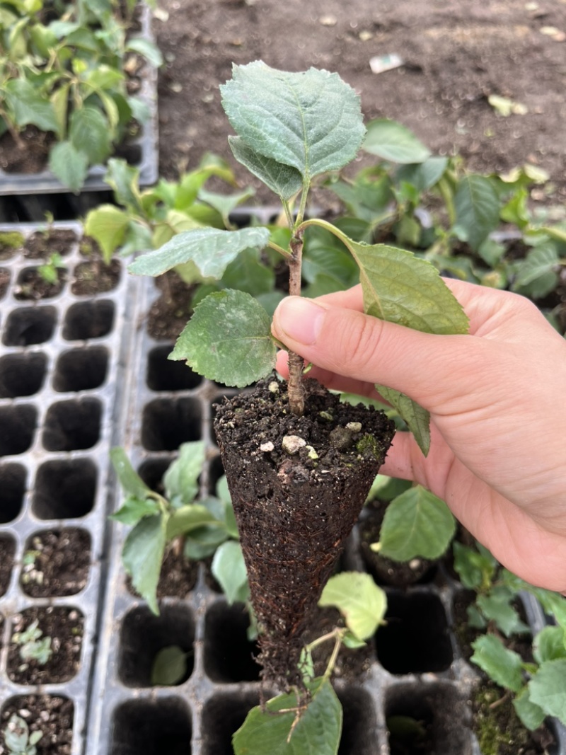 樱桃砧木苗吉塞拉17号6号Y1小苗/直接嫁接苗