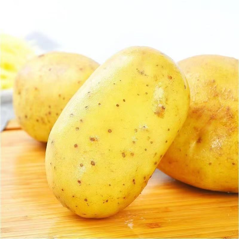 云南精品土豆洋芋