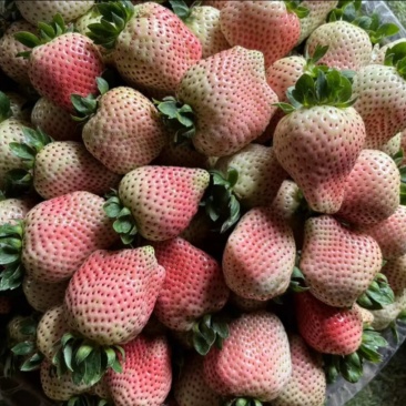 四川粉玉草莓，自家种植，现摘现发。欢迎咨询