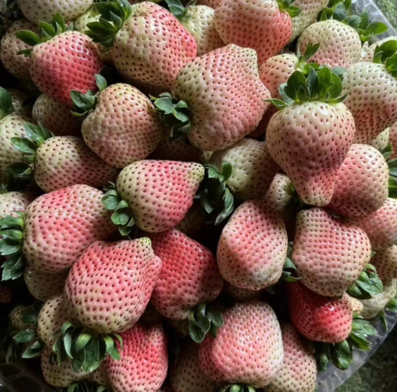四川粉玉草莓，自家种植，现摘现发。欢迎咨询