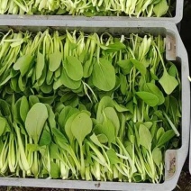 鸡毛菜上海基地直发对接商超团购电商一条龙服务