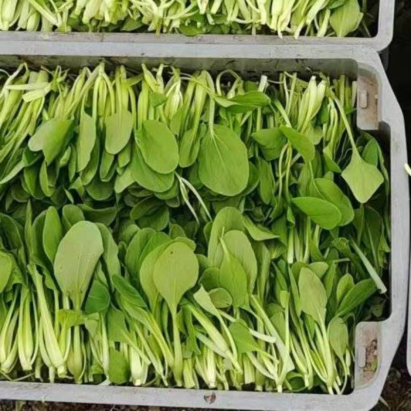 鸡毛菜上海基地直发对接商超团购电商一条龙服务