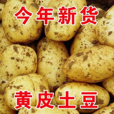 云南精品土豆洋芋