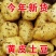 云南精品土豆洋芋