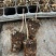 矮化苹果砧木苗g935矮化实生苗组培脱毒苹果苗