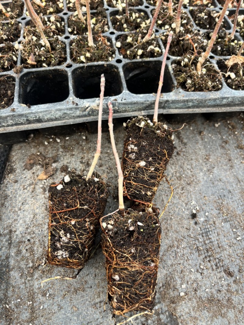 矮化苹果砧木苗g935矮化实生苗组培脱毒苹果苗