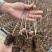 矮化苹果砧木苗g935矮化实生苗组培脱毒苹果苗