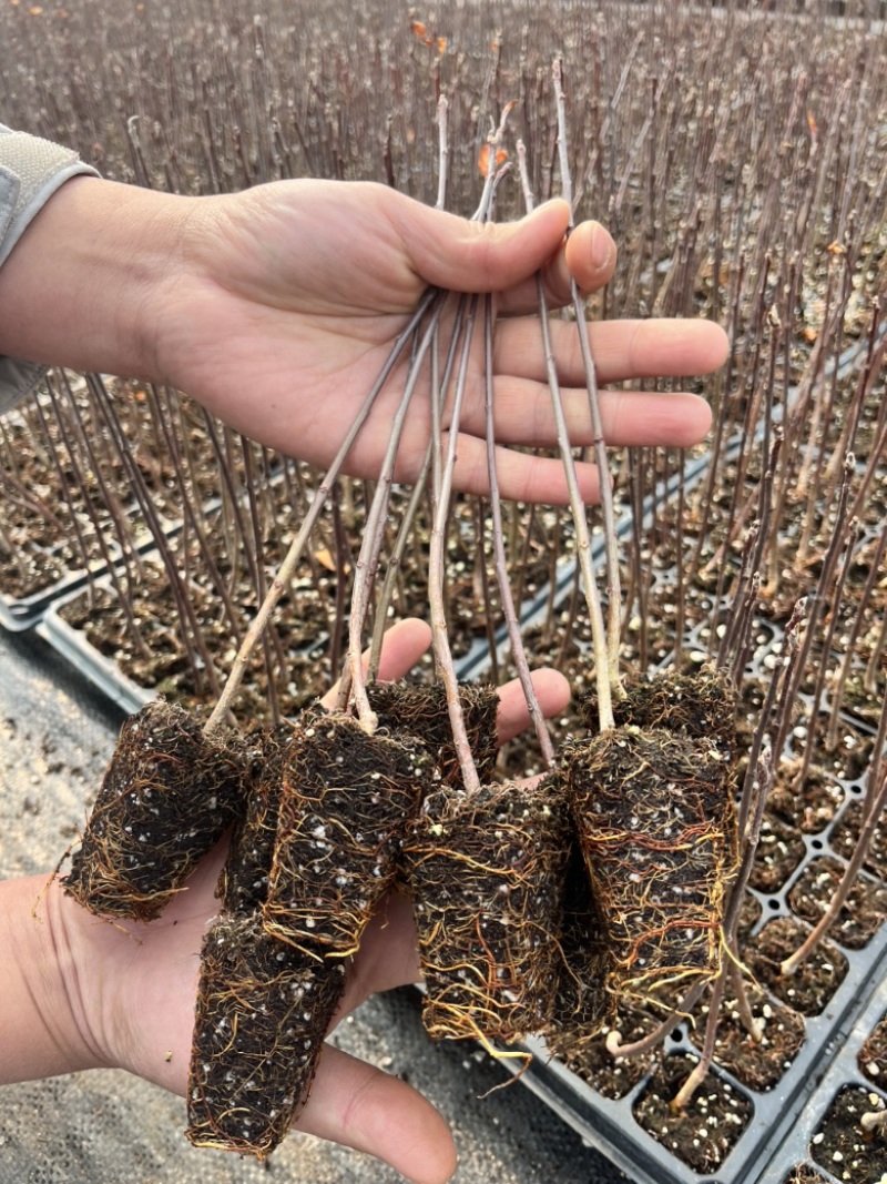 矮化苹果砧木苗g935矮化实生苗组培脱毒苹果苗