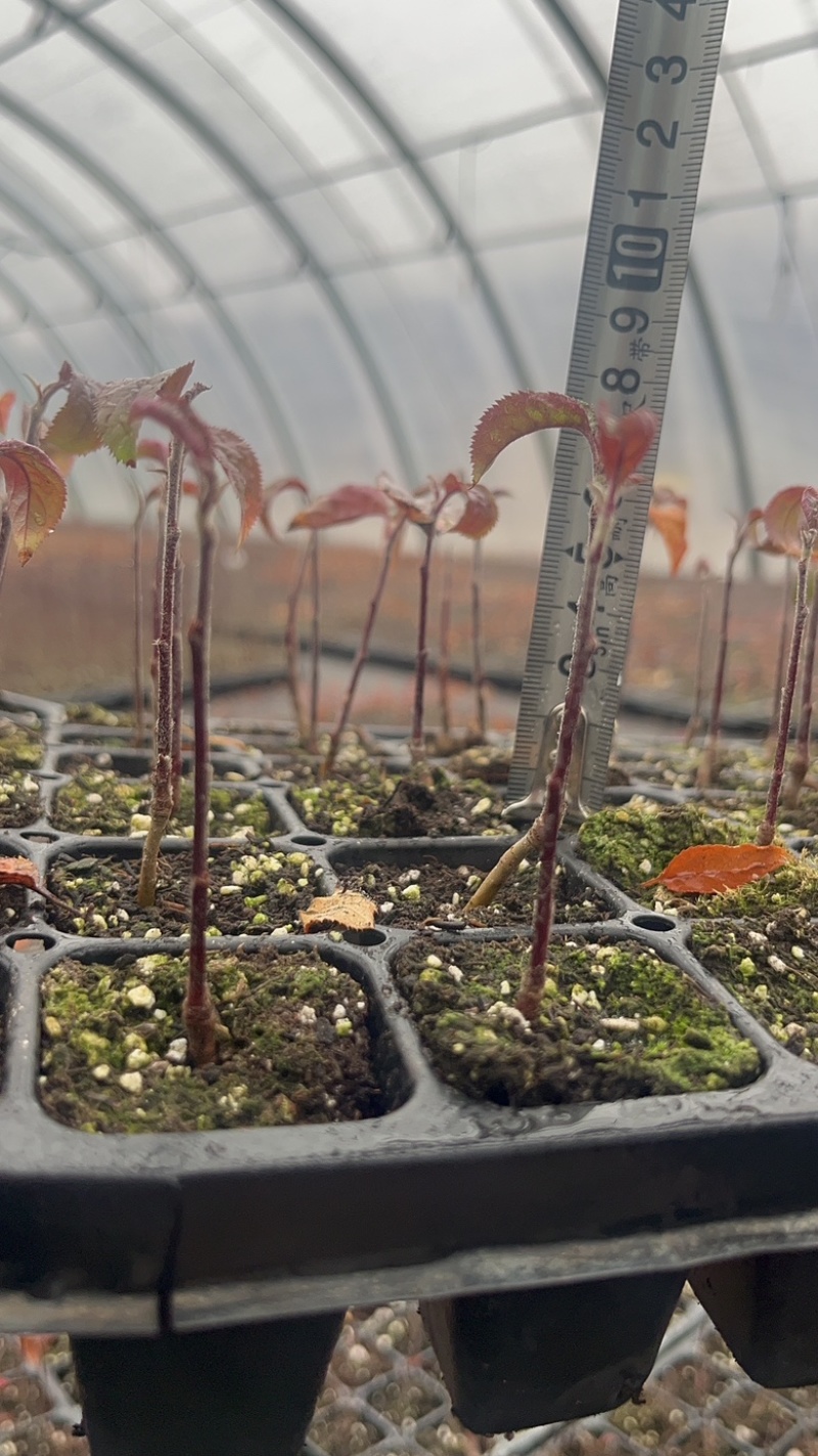 矮化苹果砧木苗g935矮化实生苗组培脱毒苹果苗