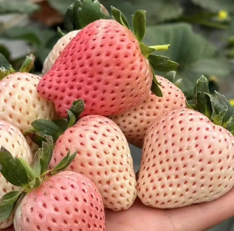 四川粉玉草莓，自家种植，现摘现发。欢迎咨询