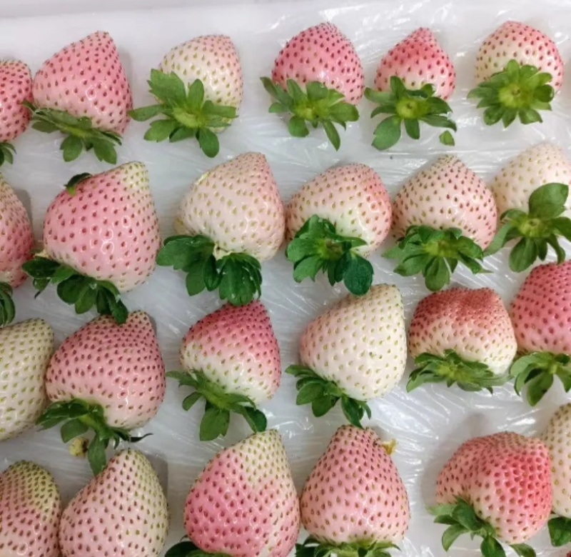四川粉玉草莓，自家种植，现摘现发。欢迎咨询