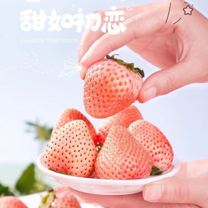 四川粉玉草莓，自家种植，现摘现发。欢迎咨询