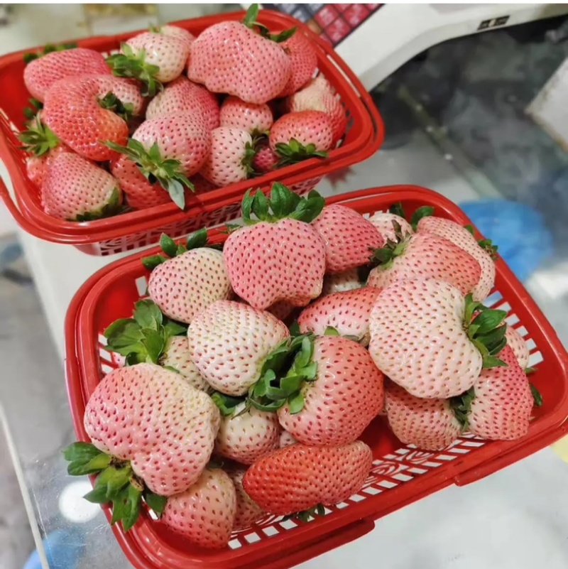 四川粉玉草莓，自家种植，现摘现发。欢迎咨询