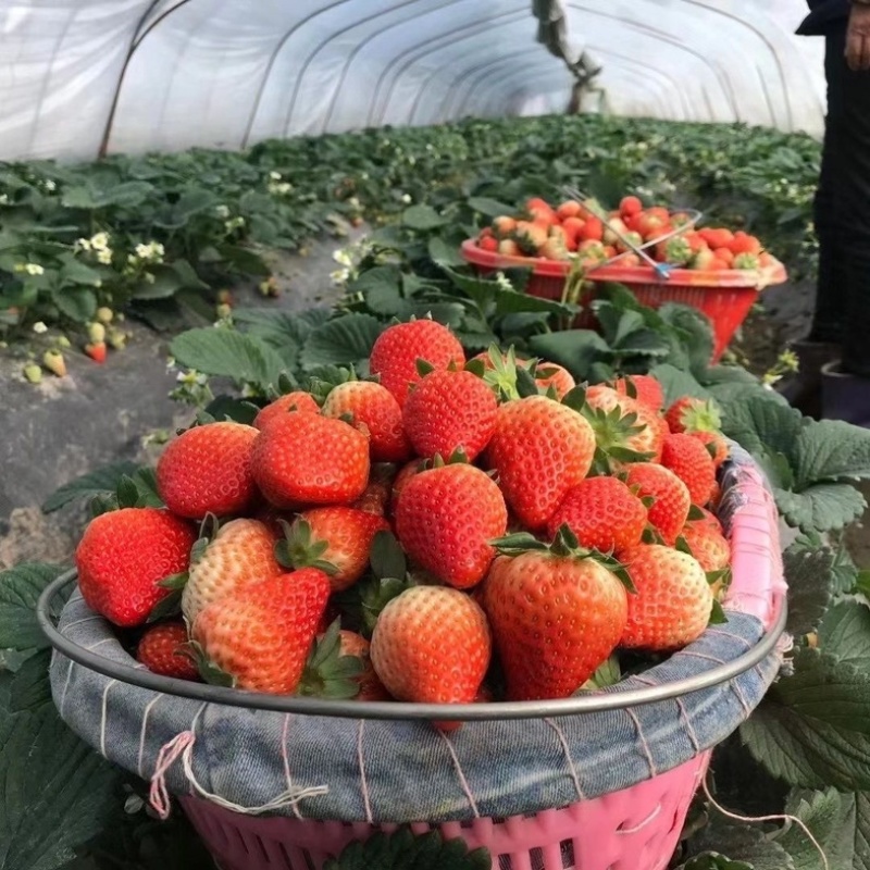 四川红颜草莓，自家种植，现摘现发。欢迎咨询