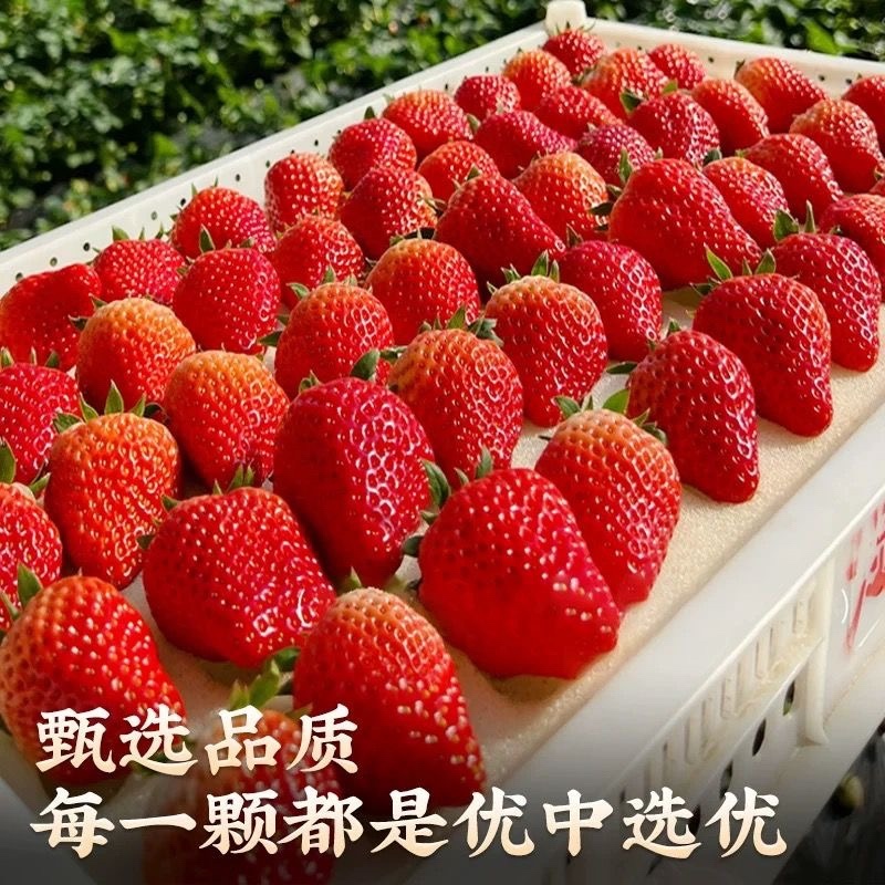 四川红颜草莓，自家种植，现摘现发。欢迎咨询