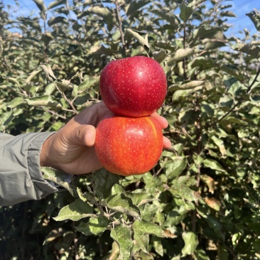 苹果苗众成三号一号土歧美味维纳斯黄金矮化苹果苗