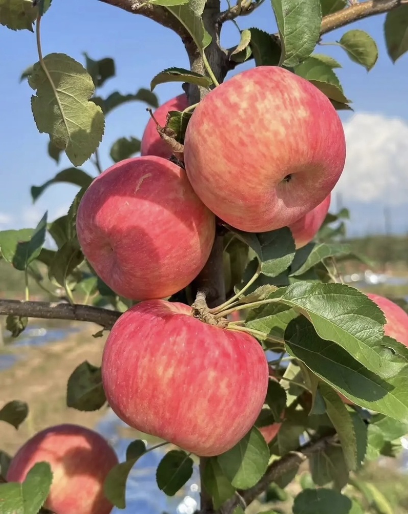 苹果苗矮化苹果苗培育基地晚熟苹果苗优新品种