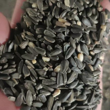 哈萨克斯坦油葵油料油籽