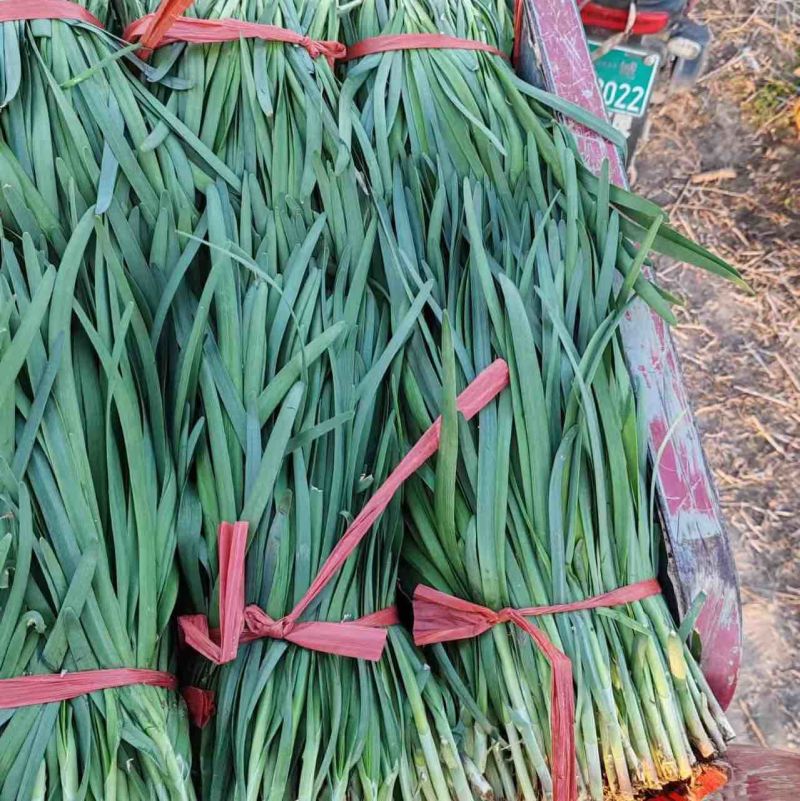 河北精品大叶韭菜，万亩基地，品质保证，可视频看货