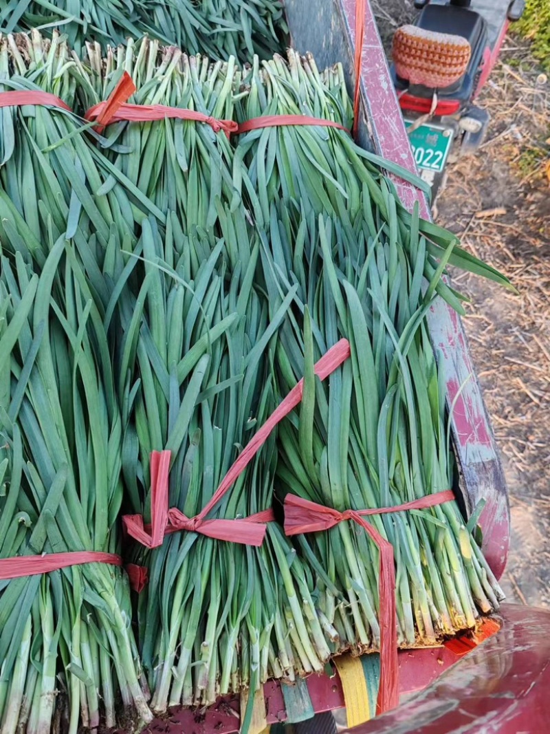 河北精品大叶韭菜，万亩基地，品质保证，可视频看货