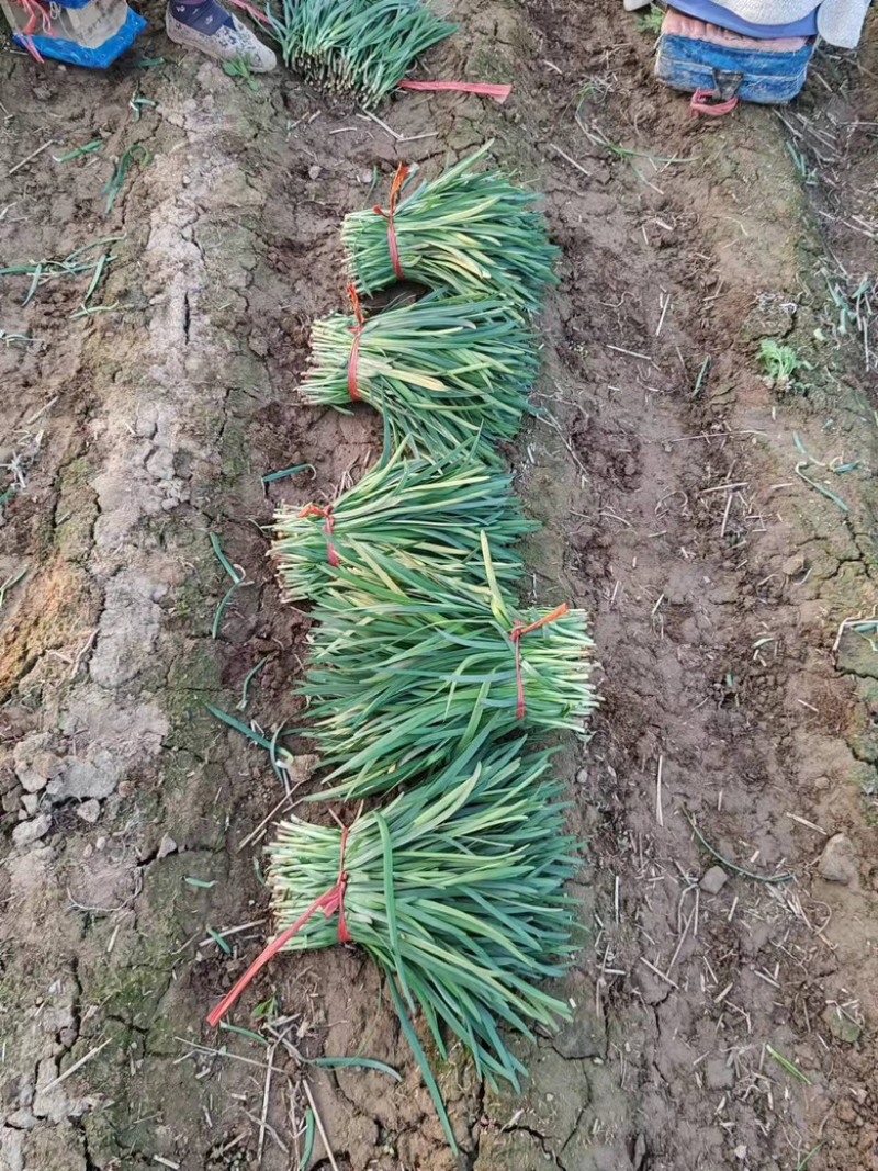 河北精品大叶韭菜，万亩基地，品质保证，可视频看货