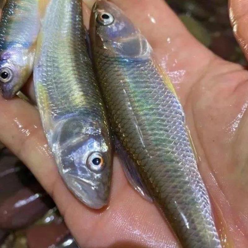 马口鱼苗马口鱼商品鱼马口