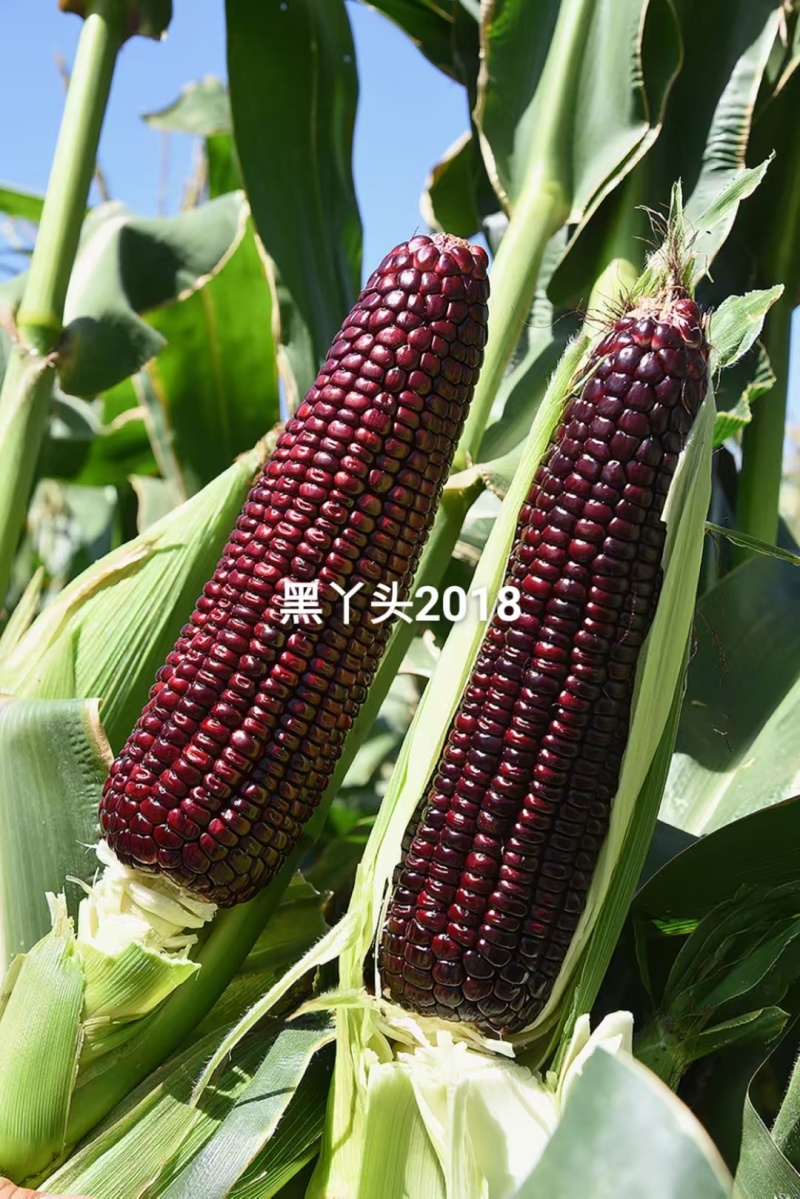黑丫头玉米种籽红甜糯18红黑甜加糯玉米种子非转黑糯玉米种