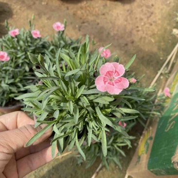 蜜桃派石竹