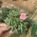 蜜桃派石竹