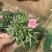 蜜桃派石竹