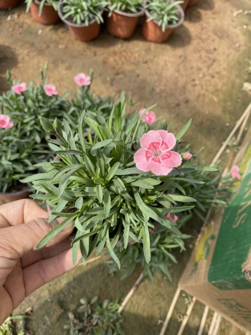 蜜桃派石竹