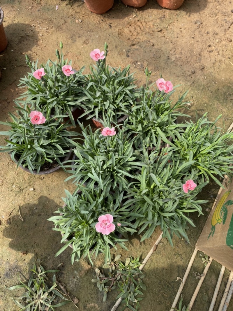 蜜桃派石竹
