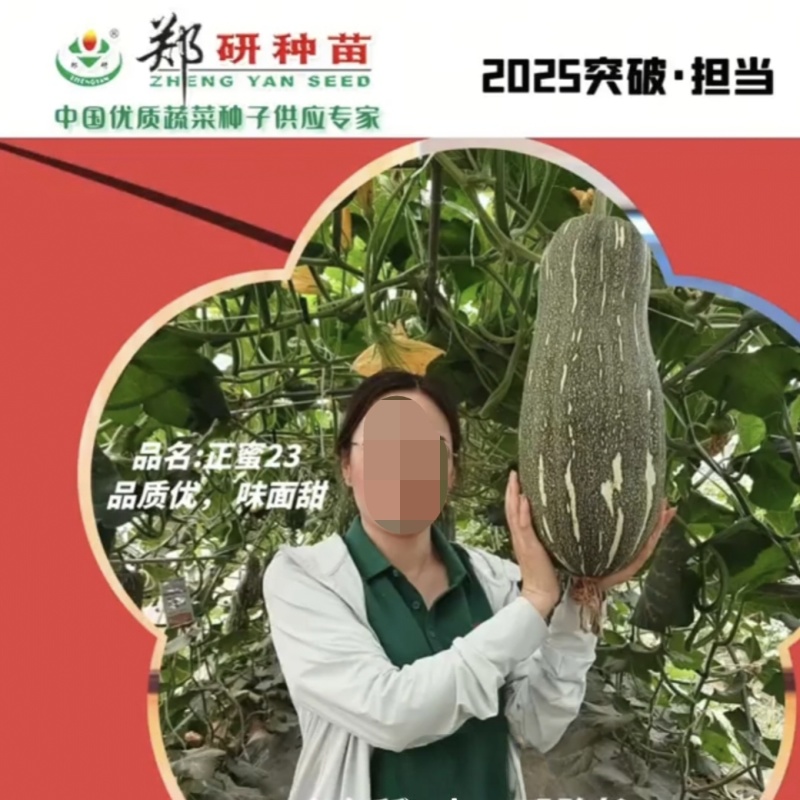 面甜南瓜正蜜23蜜本南瓜种子味面甜杂交一代南瓜种籽甜糯