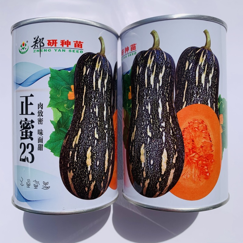 面甜南瓜正蜜23蜜本南瓜种子味面甜杂交一代南瓜种籽甜糯
