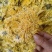 菊花金色黄菊批发价格