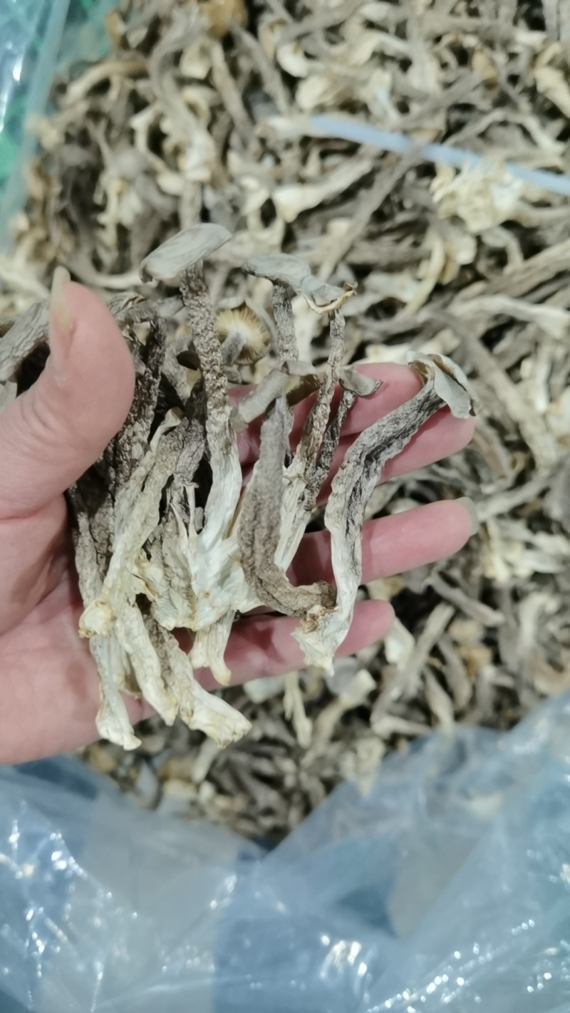 2025新货鹿茸菇品质保证价格优惠欢迎来电洽谈合作