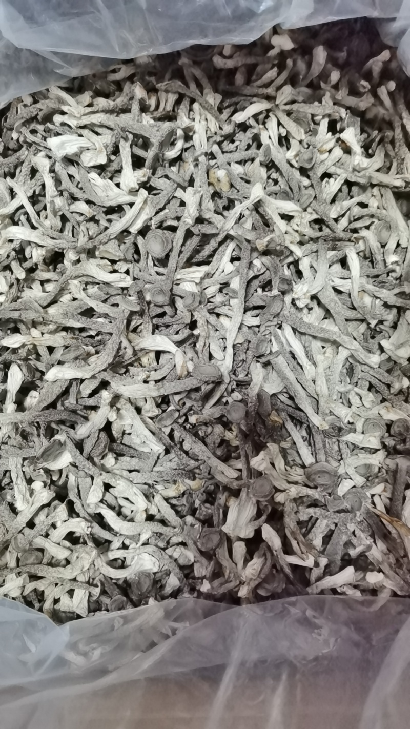 2025新货鹿茸菇品质保证价格优惠欢迎来电洽谈合作
