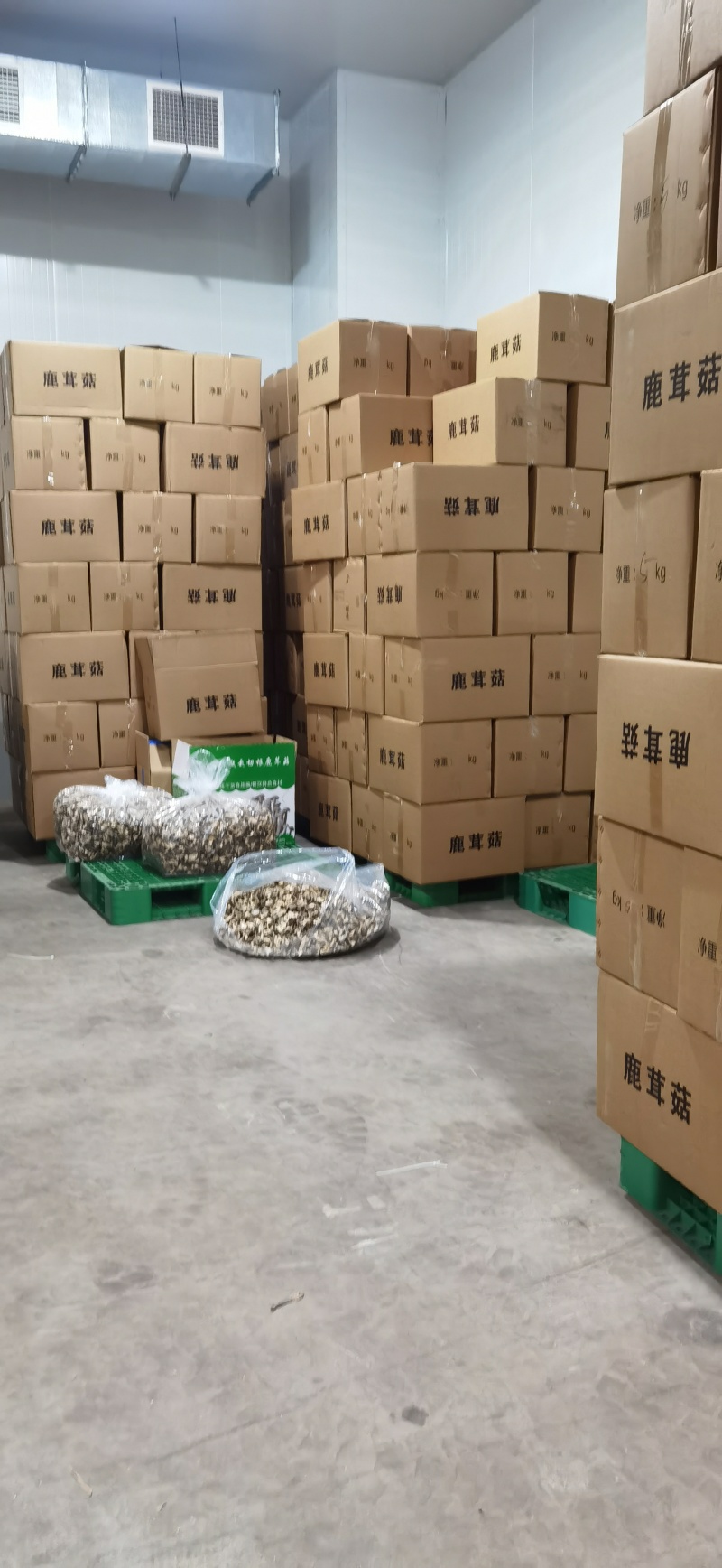 2025新货鹿茸菇品质保证价格优惠欢迎来电洽谈合作