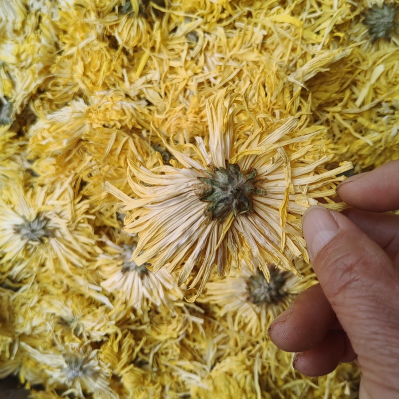 菊花金色黄菊批发价格