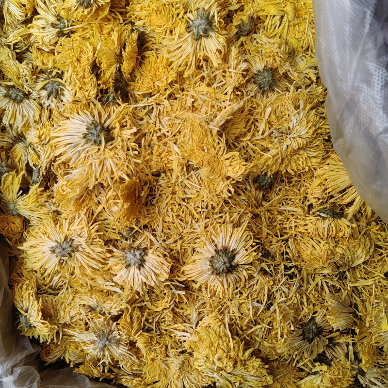 菊花金色黄菊批发价格