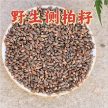 柏籽侧柏籽1公斤
