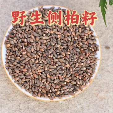 柏籽侧柏籽1公斤