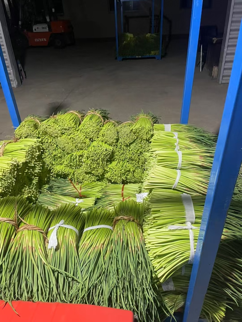 邳州蒜薹优质红帽蒜薹上市产地直供量大从优价格实惠